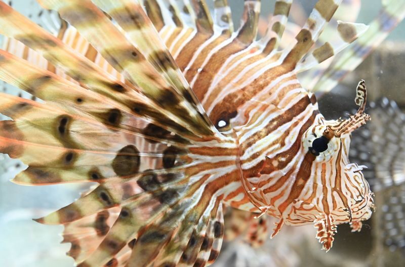 NIFREL Interactive Aquazoo E-Ticket in Osaka - Should you book NIFREL?