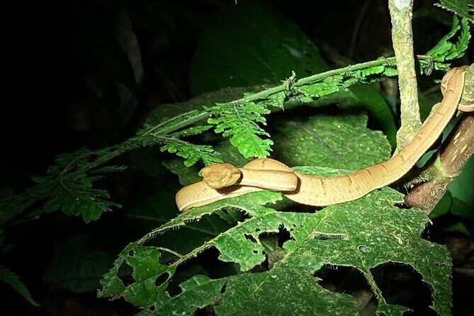 Night Adventures in Monteverde - Key Points