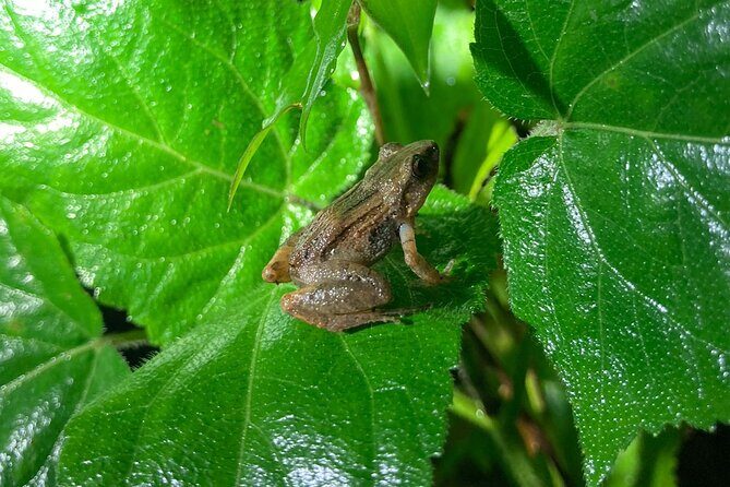 Night Adventures in Monteverde - FAQ