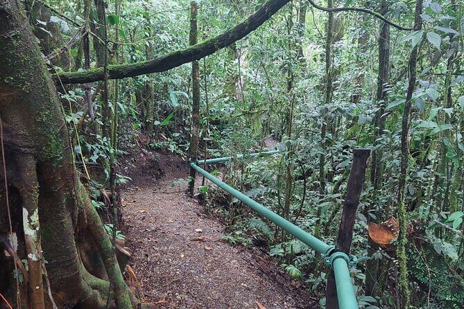 Night Animal Watching Activity in Monteverde - Experience the Wildlife of Costa Rica After Dark