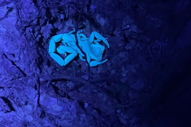 Night Animal Watching Activity in Monteverde - Key Points