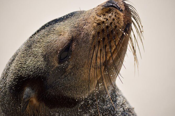 Night Dive Adventure in Academy Bay - FAQ