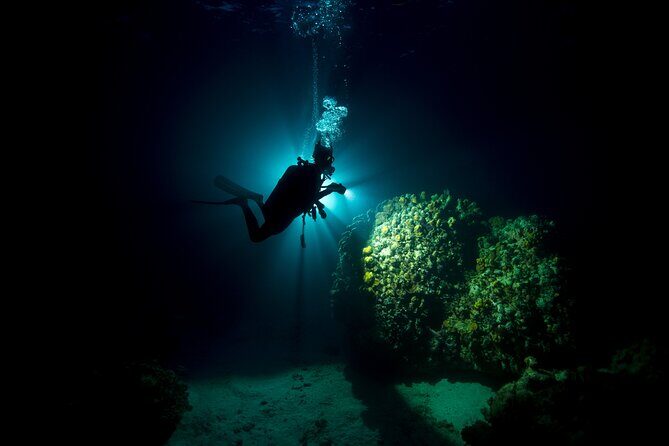 Night Dive Adventure in Oahu - Authentic Experiences from Travelers
