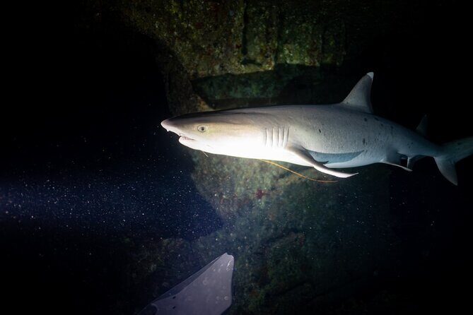 Night Dive Adventure in Oahu - Frequently Asked Questions