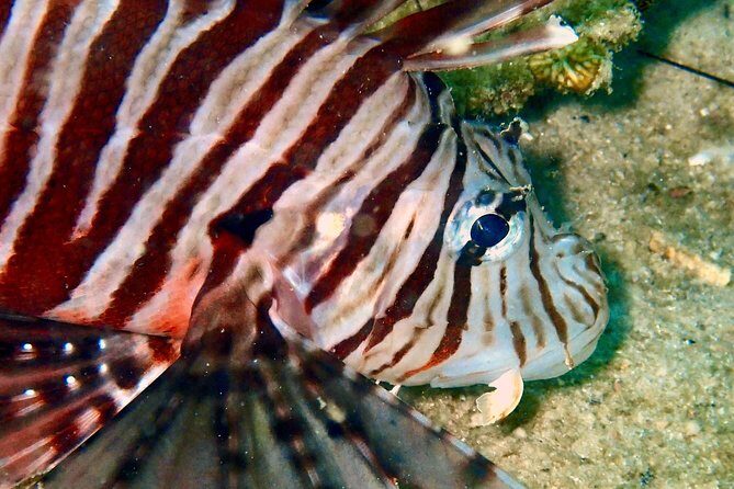 Night dive from the beach ( Start at Ko Kut) - A Detailed Look at the Night Dive Experience in Koh Kood
