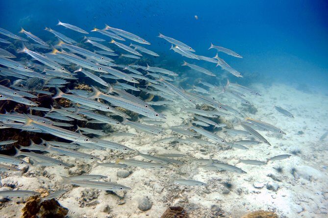Night dive from the beach ( Start at Ko Kut) - The Sum Up