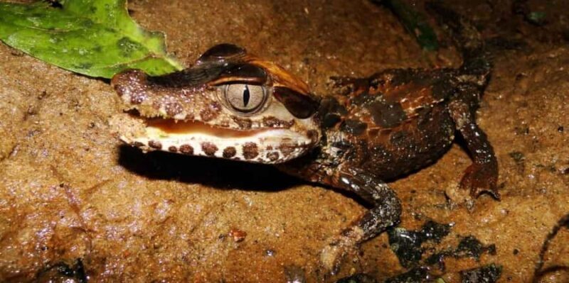 Night Excursion Search for Alligators | Tambopata River - A Closer Look at the Experience