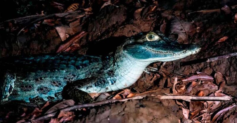 Night Excursion Search for Alligators | Tambopata River - FAQ