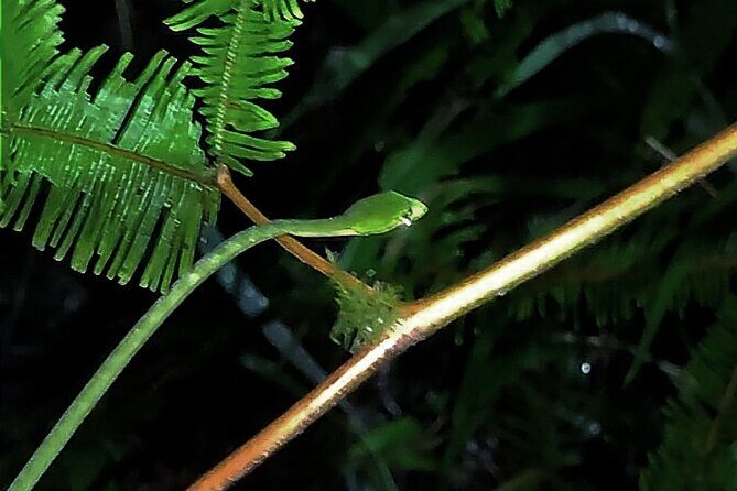 Night Froggy Adventure at Kubah National Park - Experience the Night Froggy Adventure at Kubah National Park