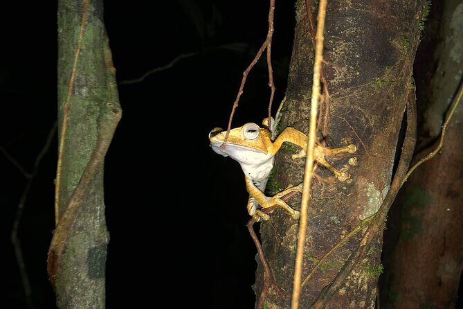 Night Frogs Tour at Kubah National Park - Night Frogs Tour at Kubah National Park: An Unforgettable Nighttime Adventure