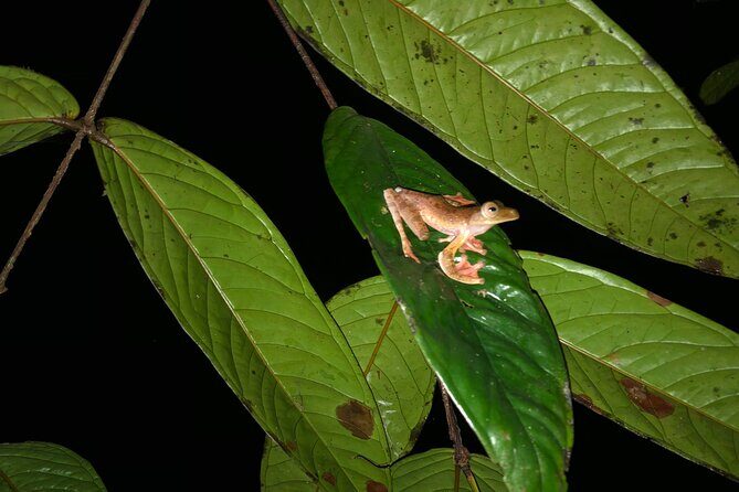 Night Frogs Tour at Kubah National Park - Exploring Kubah National Park at Night: What to Expect