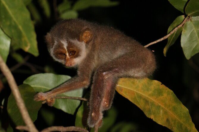 Night Hike to see Elusive & Rare Loris in Sigiriya - An In-Depth Look at the Night Hike Experience