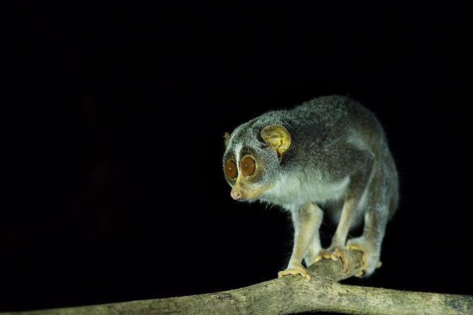 Night Hike to see Elusive & Rare Loris in Sigiriya - The Sum Up