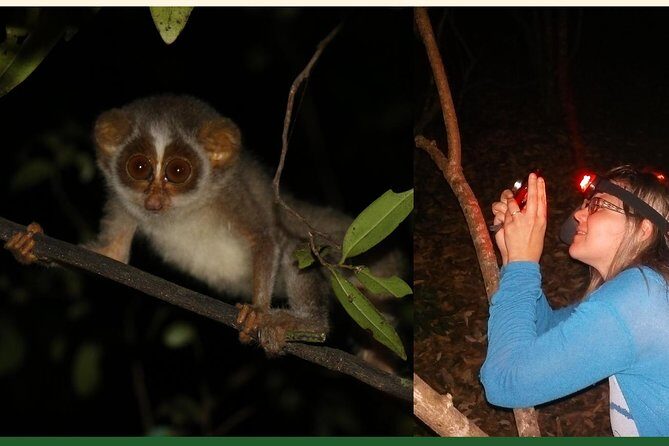 Night Hike to see Elusive & Rare Loris in Sigiriya - FAQ