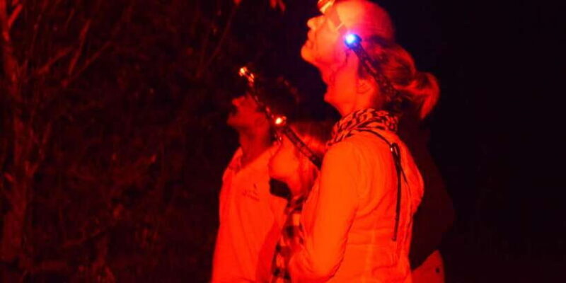 Night Hike to see Elusive & Rare Loris in Sigiriya - Night Hike to See Elusive & Rare Loris in Sigiriya