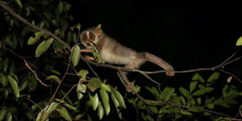 Night Hike to see Elusive & Rare Loris in Sigiriya - Key Points