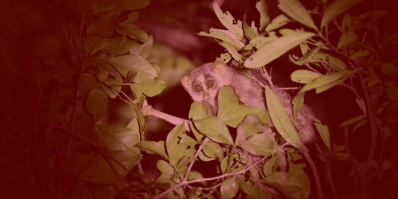 Night Hike to see Elusive & Rare Loris in Sigiriya - Analyzing the Value and Practical Details