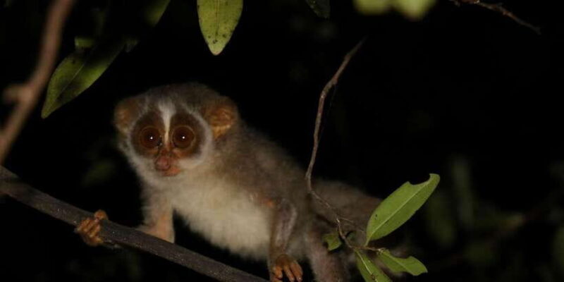 Night Hike to see Elusive & Rare Loris in Sigiriya - Why You Should Consider This Tour