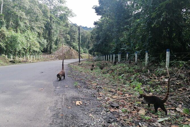 Night hike wildlife observation in Santa Elena Monteverde - FAQs