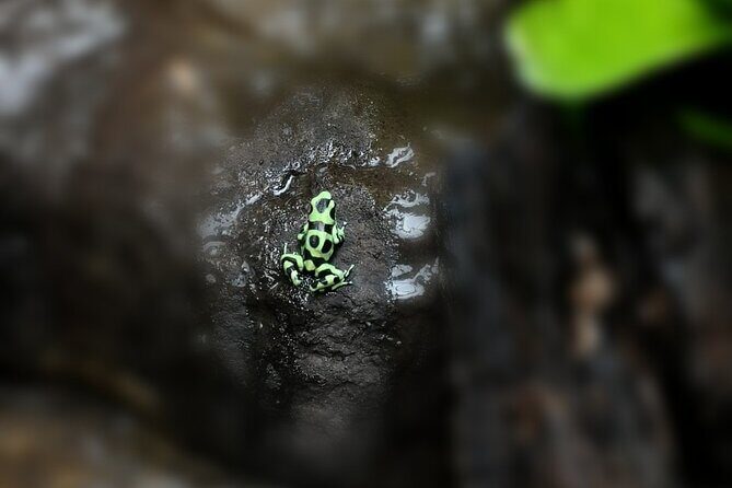 Night hike wildlife observation in Santa Elena Monteverde - The Bottom Line
