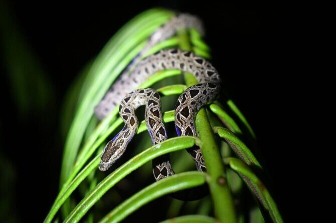 Night Hiking Tour at the Gandoca Manzanillo Mixed Refuge - Key Points