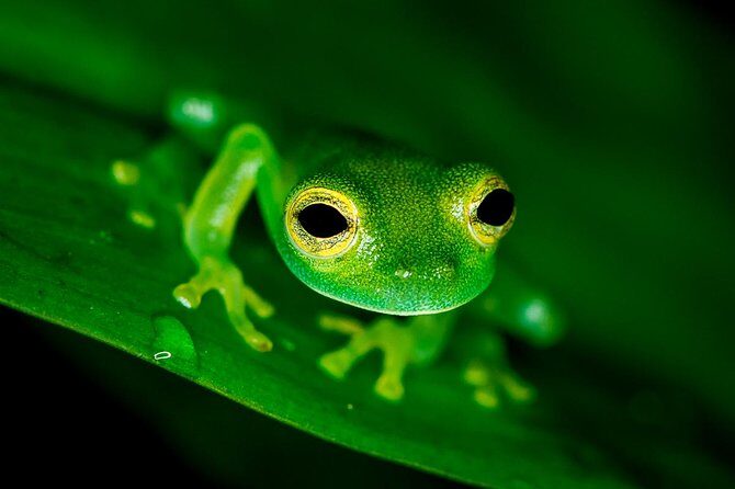 Night Jungle Tour with Dinner (Rainmaker Park) - What to Expect from the Rainmaker Night Jungle Tour