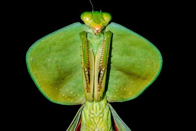 Night Jungle Tour with Dinner (Rainmaker Park) - The Sum Up