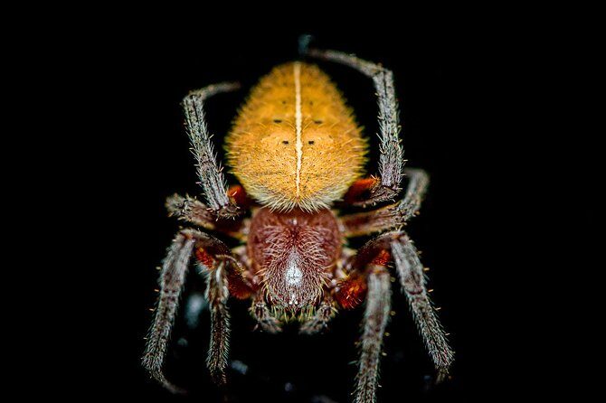 Night Jungle Tour with Dinner (Rainmaker Park) - Frequently Asked Questions