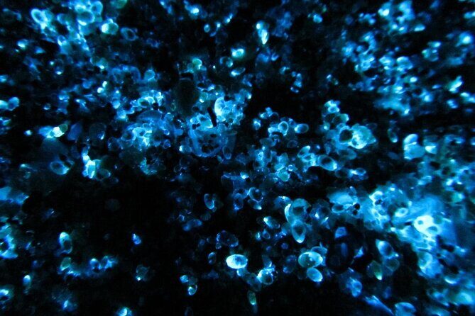 Night Kayak Tour Relax Under the Natural Glow of Sea Fireflies - FAQ