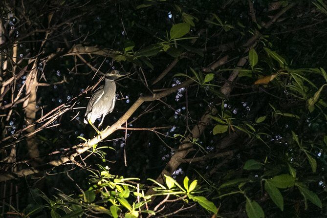 Night Kayaking Experience on Bioluminescent Lagoon in Fajardo - Detailed Review: Why This Tour Stands Out