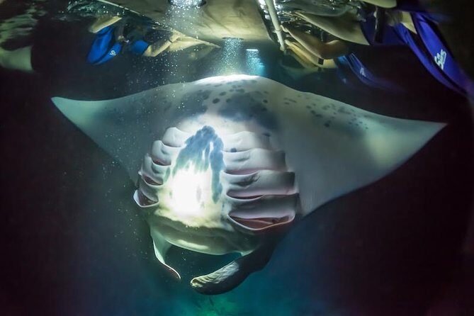 Night Manta Ray Experience - The Experience in Detail