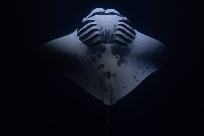 Night Manta Ray Snorkel with Videos - An In-Depth Look at the Night Manta Ray Snorkel Experience