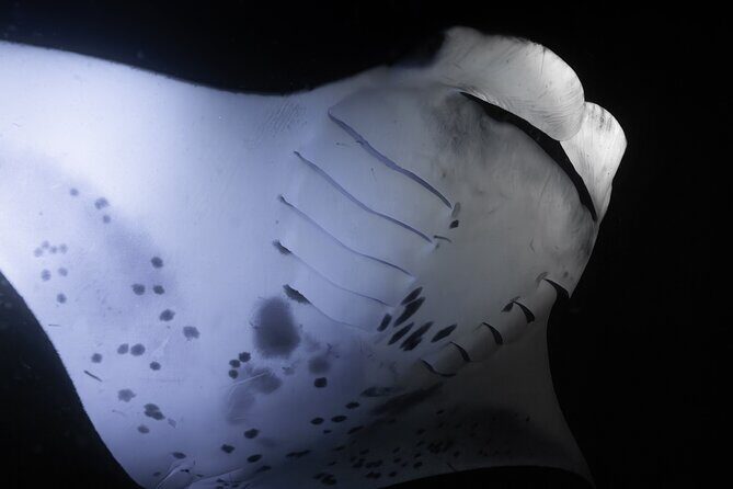 Night Manta Ray Snorkel with Videos - Who Will Love This Tour?