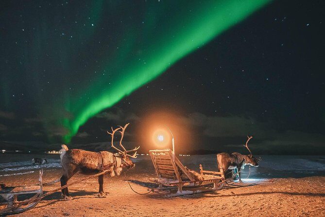 Night Reindeer Sledding with Camp Dinner and Chance of Northern Lights - Key Points