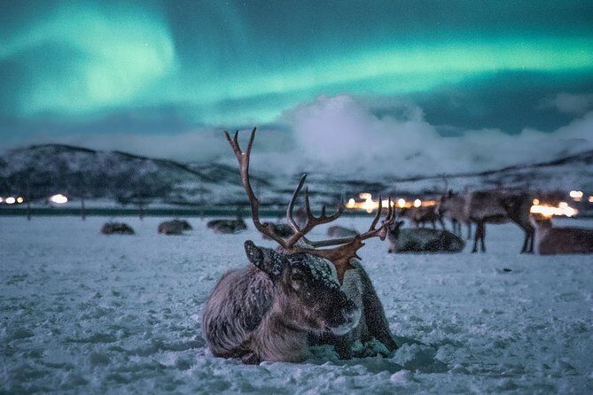 Night Reindeer Sledding with Camp Dinner and Chance of Northern Lights - Who Is This Tour Best For?