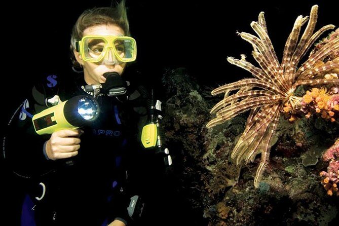 Night Shore Diving Mangel Halto Aruba for Certified Divers - What You Can Expect During the Dive