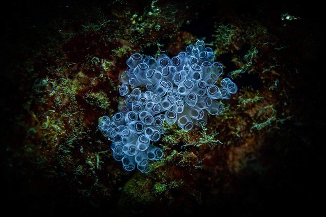 Night Shore Diving Mangel Halto Aruba for Certified Divers - FAQ