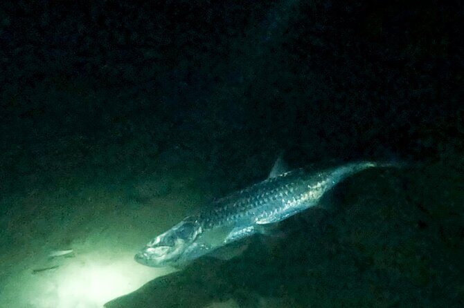 Night Snorkeling Adventure - Night Snorkeling Adventure in Bonaire: An Unforgettable Underwater Experience