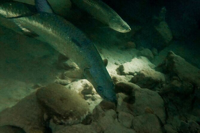 Night Snorkeling Adventure - Key Points