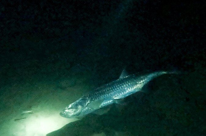 Night Snorkeling Adventure - The Practicalities and Value