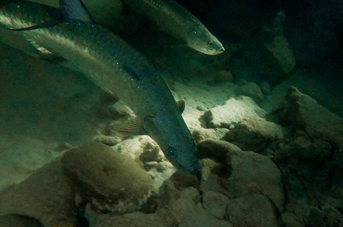 Night Snorkeling Adventure - Who Would Love This Tour?