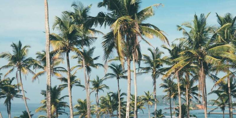 Night Snorkeling in Mirissa - Who Should Consider This Tour?