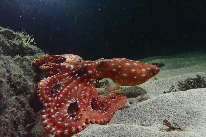 Night Snorkeling Tour - Discovering Porto Santo’s Nighttime Marine World