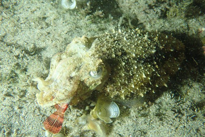 Night Snorkeling Tour - Who Will Love This Tour?