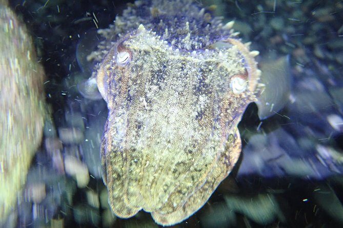 Night Snorkeling Tour - FAQ