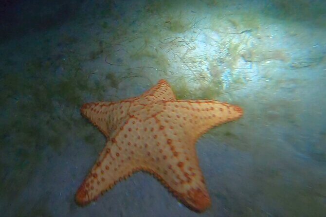 NIGHT TIME Guided Snorkel tour - Detailed Tour Breakdown