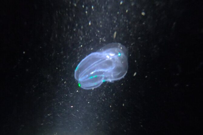 NIGHT TIME Guided Snorkel tour - Who Should Book This Tour?