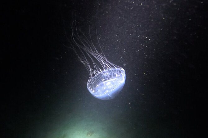 NIGHT TIME Guided Snorkel tour - Summary of Benefits