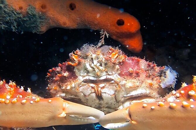 NIGHT TIME Guided Snorkel tour - Frequently Asked Questions