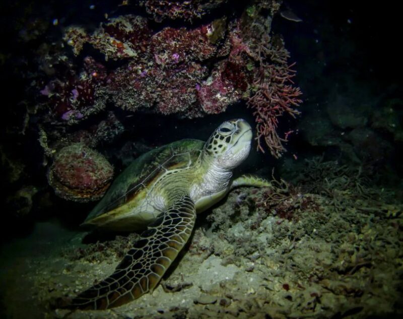 Night Time Snorkel At Turtle Town With Lights And Stars - A Detailed Look at the Night Snorkel Experience